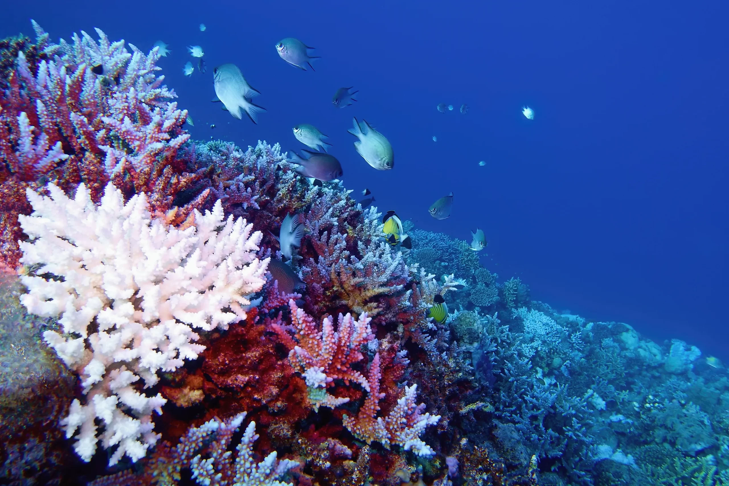 New Ocean Sensor Network Deployed